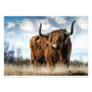 Recherche de vache mignonne posters Vache de haute terre