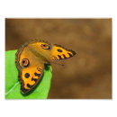 Recherche de peacock posters Insecte