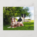 Search for nature border postcards Dog