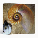 Search for folkestone Ammonite