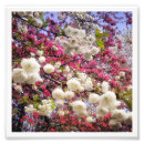 Search for white cherry blossom tree posters Pink