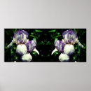 Search for white iris art Nature