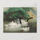 Recherche de cygne noir cartes postales Animaux