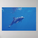 Search for bottlenose posters Ocean