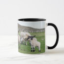 Recherche de sheep tasses Agriculture