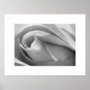 Search for rose macro art White
