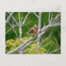 Recherche de cèdre cartes postales Bombycilla cedrorum