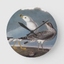 Search for ring billed Birds of america