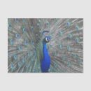 Search for modern design tissue paper Bird