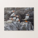 Search for puffin puzzles Wildlife