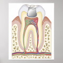 Search for dental posters Medical