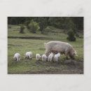 Recherche de porcelets cartes postales Animal
