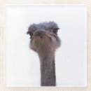 Recherche de autruche dessous de verres Oiseaux