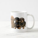 Recherche de teckels tasses Doxie
