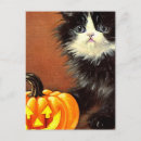 Search for black kitten postcards Cute