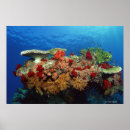 Recherche de corail dur Vie marine