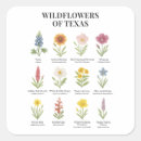 Search for texas wildflower stickers Watercolor