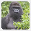 Search for silverback gorilla stickers Wildlife