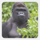 Search for silverback gorilla stickers Animal