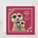Search for meerkat cards Cute meerkats