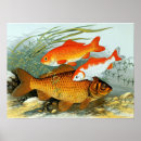 Search for koi carp posters Golden