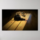 Recherche de lent posters Animal