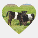 Search for cow hearts stickers Calf