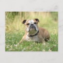 Recherche de grossier cartes postales Animal