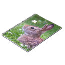 Recherche de pâques de lapin photographie Toute personne