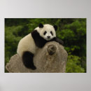 Search for pete posters Fauna
