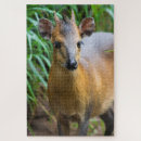 Search for dik Animal