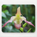 Search for ladyslipper Flower