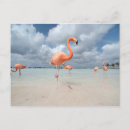 Search for aruba cards Palm tree