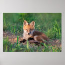 Search for fox pup posters Animals in the wild