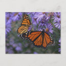 Search for aster flower postcards Purple