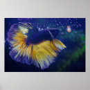 Recherche de splendens de betta posters Aquarium