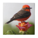 Search for vermilion Bird