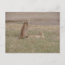 Recherche de cratère cartes postales Ngorongoro