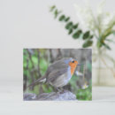Search for european robin postcards Erithacus rubecula
