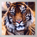 Recherche de tiger face posters Jungle