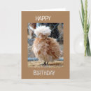 Search for funny chicken sayings postcards Birthday