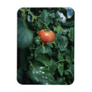Recherche de organisme magnets Nature