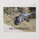 Search for alligators postcards Nature photography