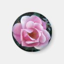 Recherche de pour des clients magnets Rose
