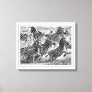 Recherche de zebre photographie Noir et blanc