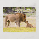 Search for male lion postcards Animal
