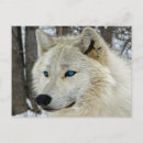 Search for blue wolf postcards Wolves