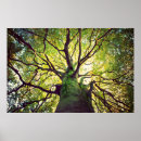 Search for tree hugging posters Forest