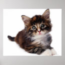 Search for cat lying down posters Full length