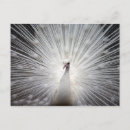 Recherche de paon blanc cartes postales Nature